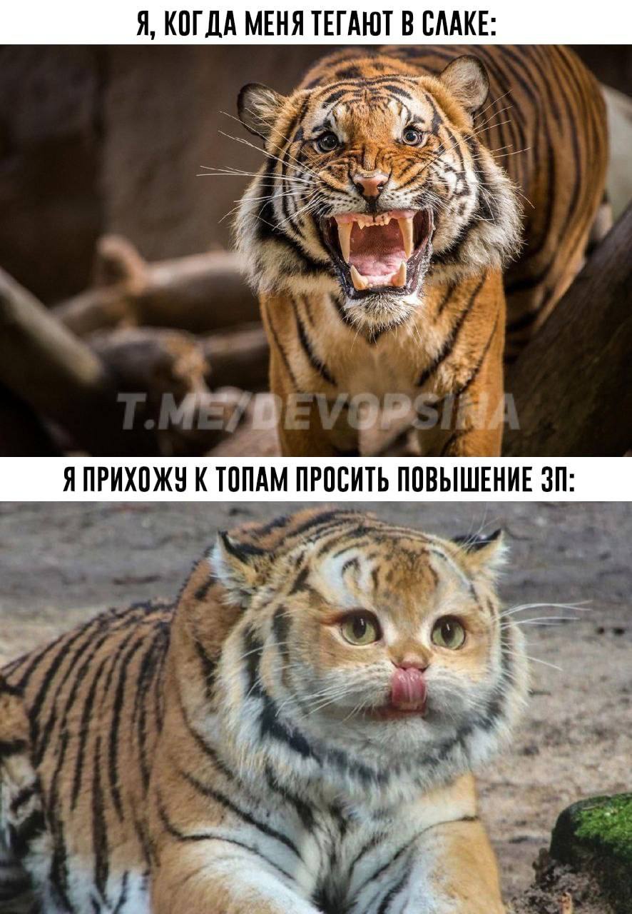 Я, КОГДА МЕНЯ ТЕГАЮТ В СЛАКЕ: Я ПРИХОЖУ К ТОПАМ ПРОСИТЬ ПОВЫШЕНИЕ i 5