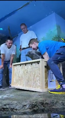 🥹 Две пятимесячные байкальские нерпы переехали из Иркутска в Москву

Теперь малыши живут в «Крокус Сити Океанариуме».