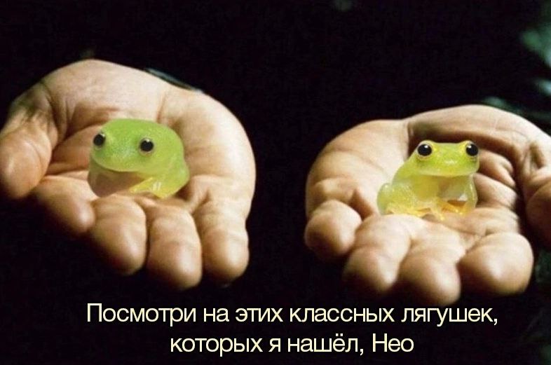 Посмотри на этих классных лягушек, которых я нашел, Нео