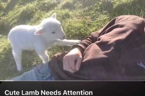 у Cute Lamb Needs Attention