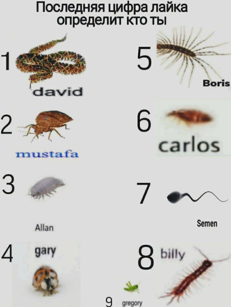 Последняя цифра лайка определит кто ты david Boris 2 carlos mustata Allan Semen gary 4 billy С gregory