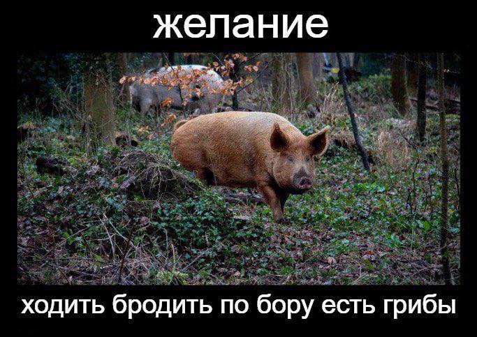 желание ходить бродить по бору есть грибы