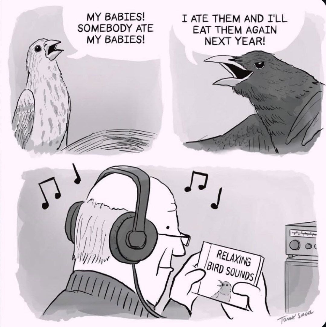 ВАВТЕ$! SOMEBODY ATE I ATE THEM AND I'LL MY BABIES! EAT THEM AGAIN NEXT YEAR! i a BIRD