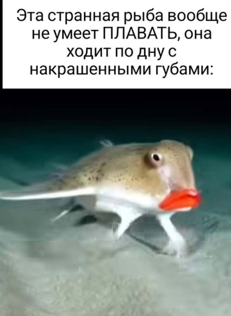 Эта странная рыба вообще не умеет ПЛАВАТЬ, она ходит по накрашенными губами: