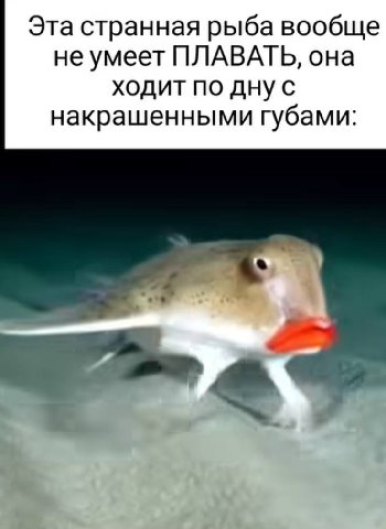 Эта странная рыба вообще не умеет ПЛАВАТЬ, она ходит по накрашенными губами: