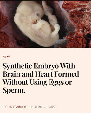 NEWS Synthetic Embryo With Brain and Heart Formed Without Using Eggs or Sperm.