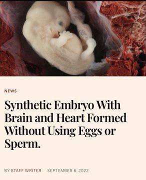 NEWS Synthetic Embryo With Brain and Heart Formed Without Using Eggs or Sperm.