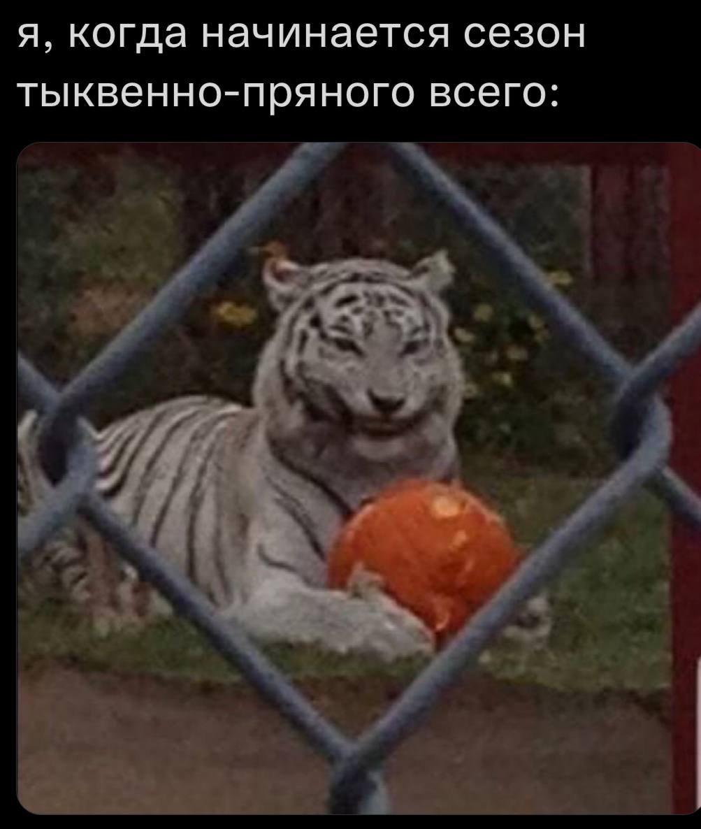 я, когда начинается сезон тыквенно-пряного всего: