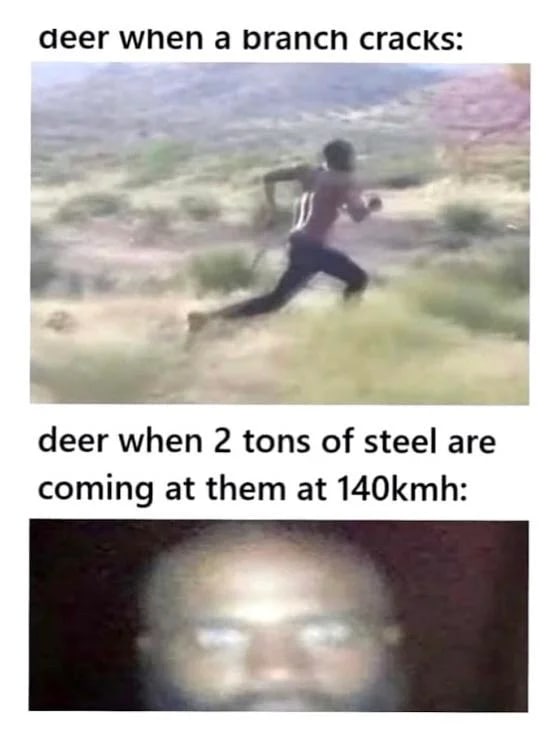 deer when а brancn cracks: if 4 deer when 2 tons of steel are coming at them at 140kmh: