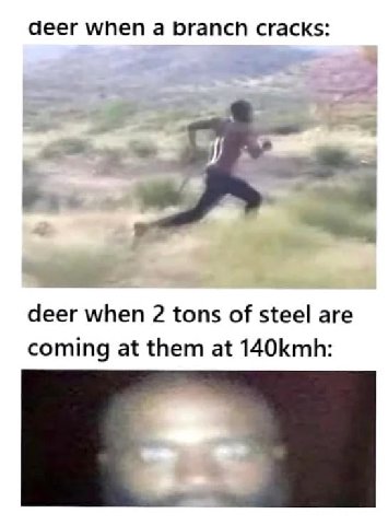 deer when а brancn cracks: if 4 deer when 2 tons of steel are coming at them at 140kmh: