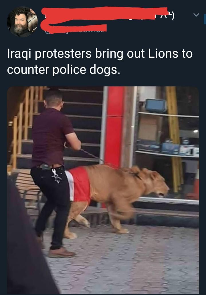1 lraqi protesters bring out Lions to counter police dogs.