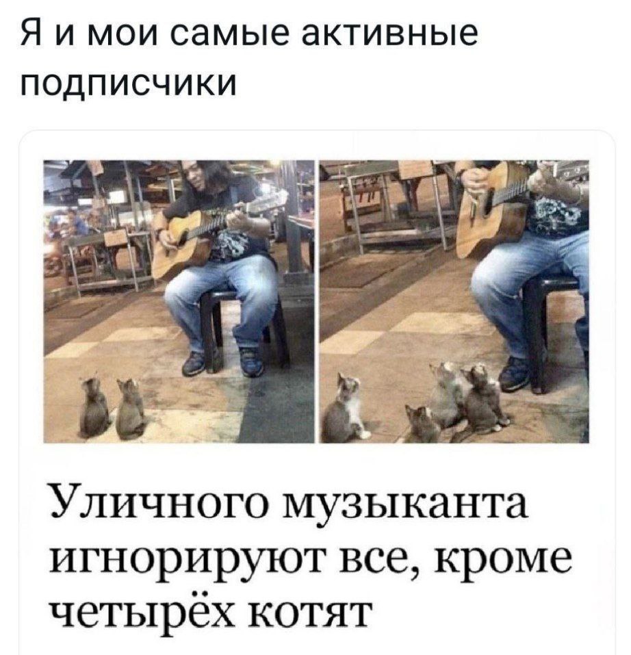 Я и мои самые активные ПОДПИСЧИКИ Уличного музыканта игнорируют все, кроме четырёх котят