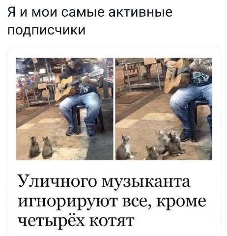 Я и мои самые активные ПОДПИСЧИКИ Уличного музыканта игнорируют все, кроме четырёх котят
