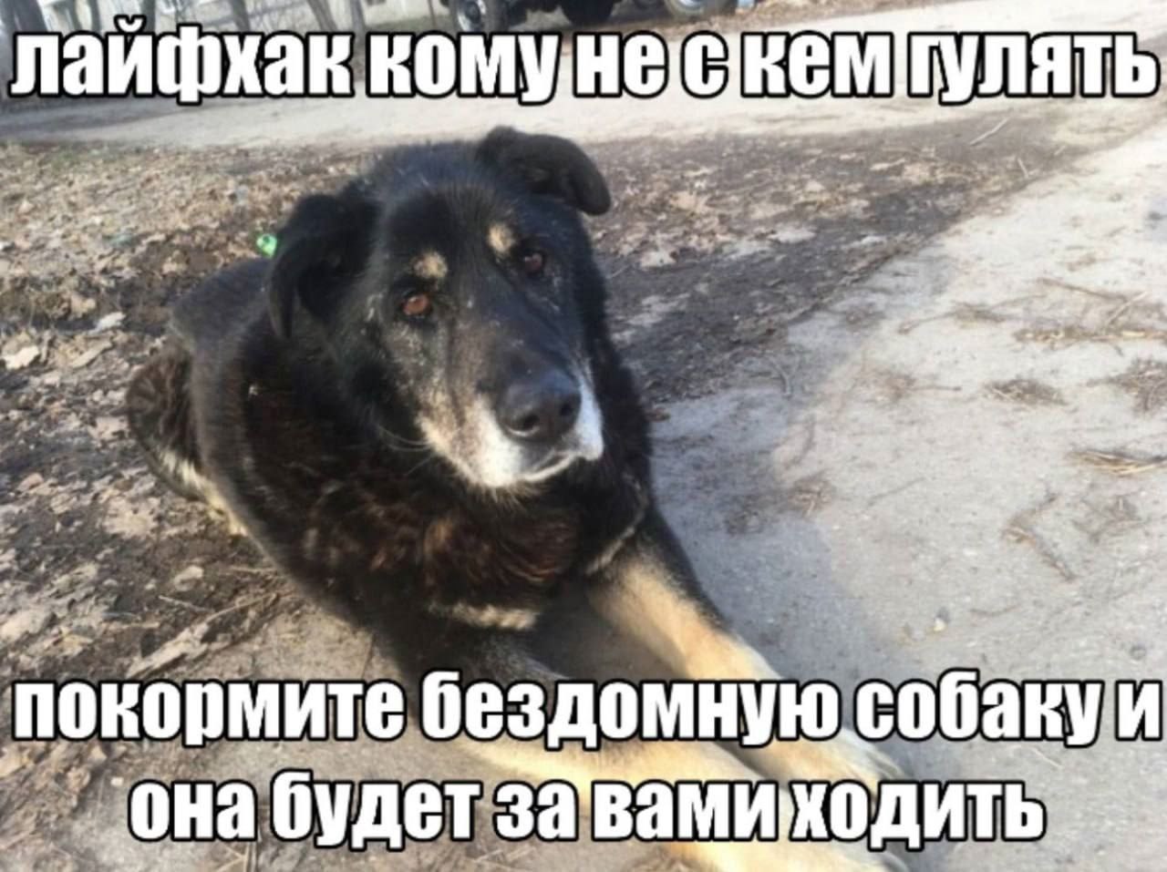 лаифхак an, a покормите обакуи бездомную она вами