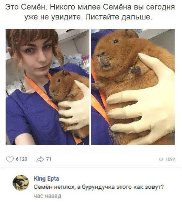 Это Семён. Никого милее Семёна вы сегодня уже не увидите. Листайте дальше. 6120 71 King Epta неплох, a бурундучка этого как зовут? час назад