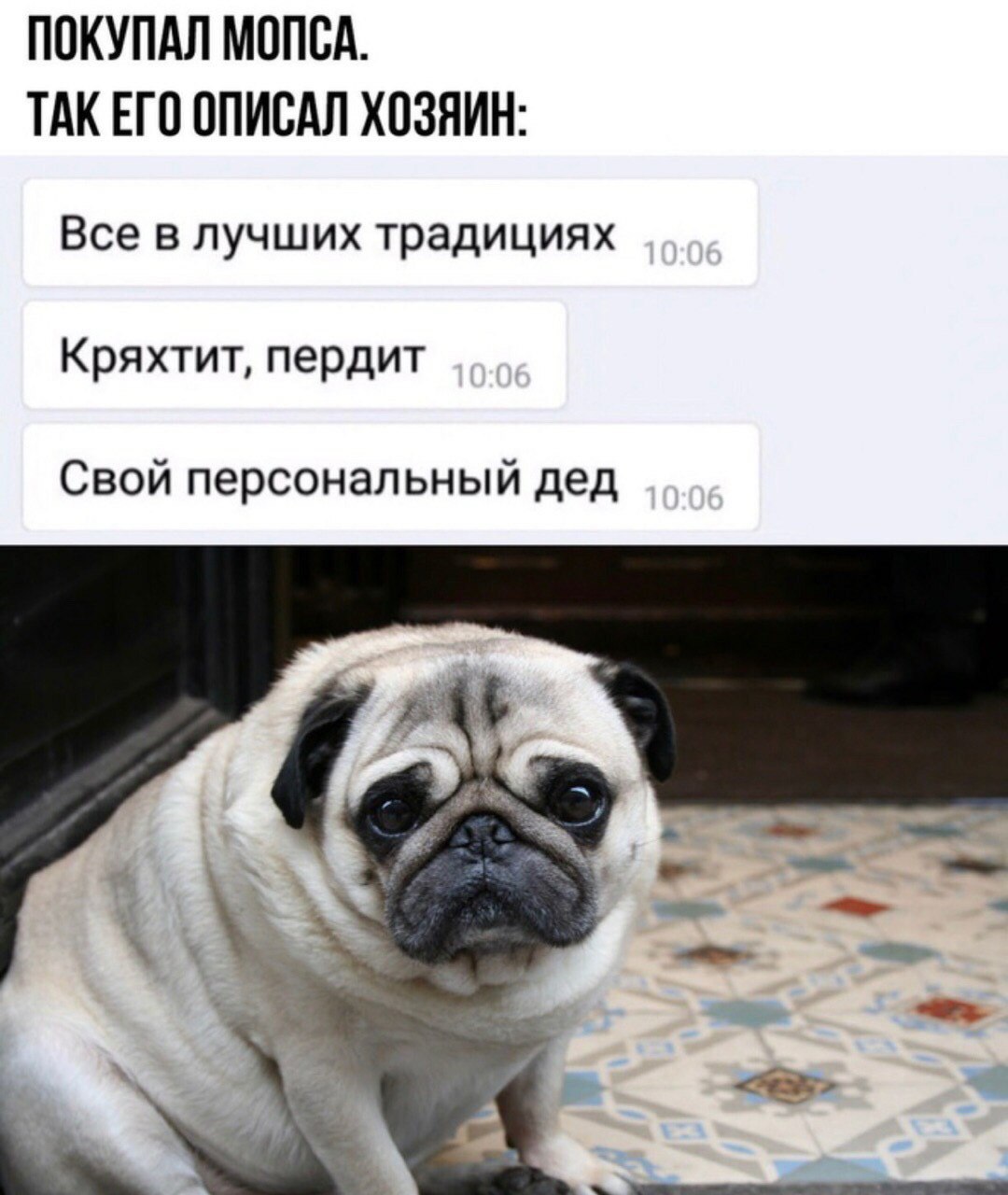 ПОКУПАЛ МОПСА. ТАКЕГО ОПИСАЛ ХОЗЯИН: Все в лучших традициях Кряхтит, пердит Свой персональный дед