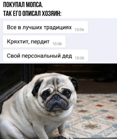 ПОКУПАЛ МОПСА. ТАКЕГО ОПИСАЛ ХОЗЯИН: Все в лучших традициях Кряхтит, пердит Свой персональный дед
