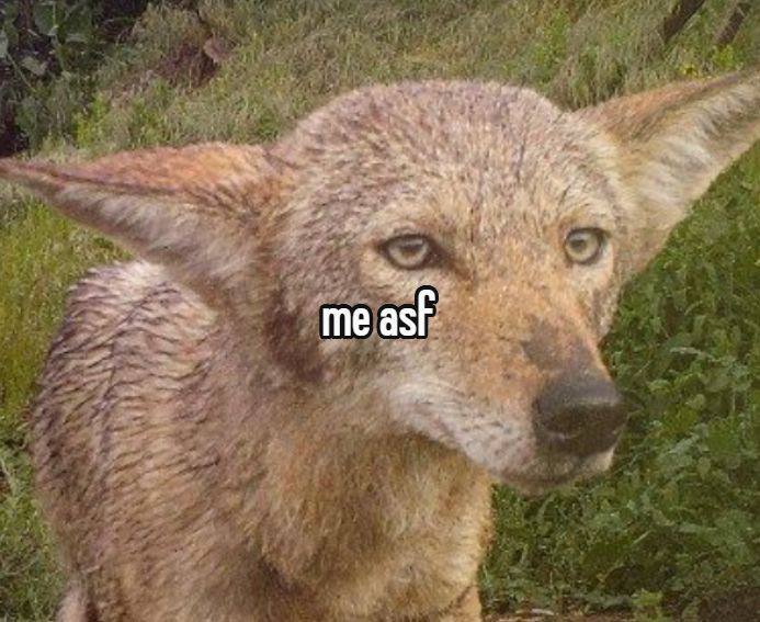 me asf