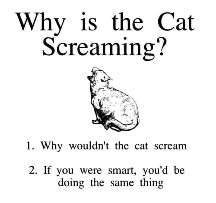Why is the Cat Screaming? 1. Why wouldn't the cat scream 2. If you were smart, you'd be doing the same thing