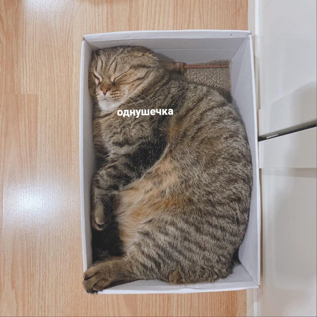 однушечка