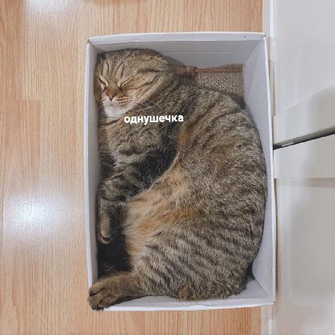 однушечка