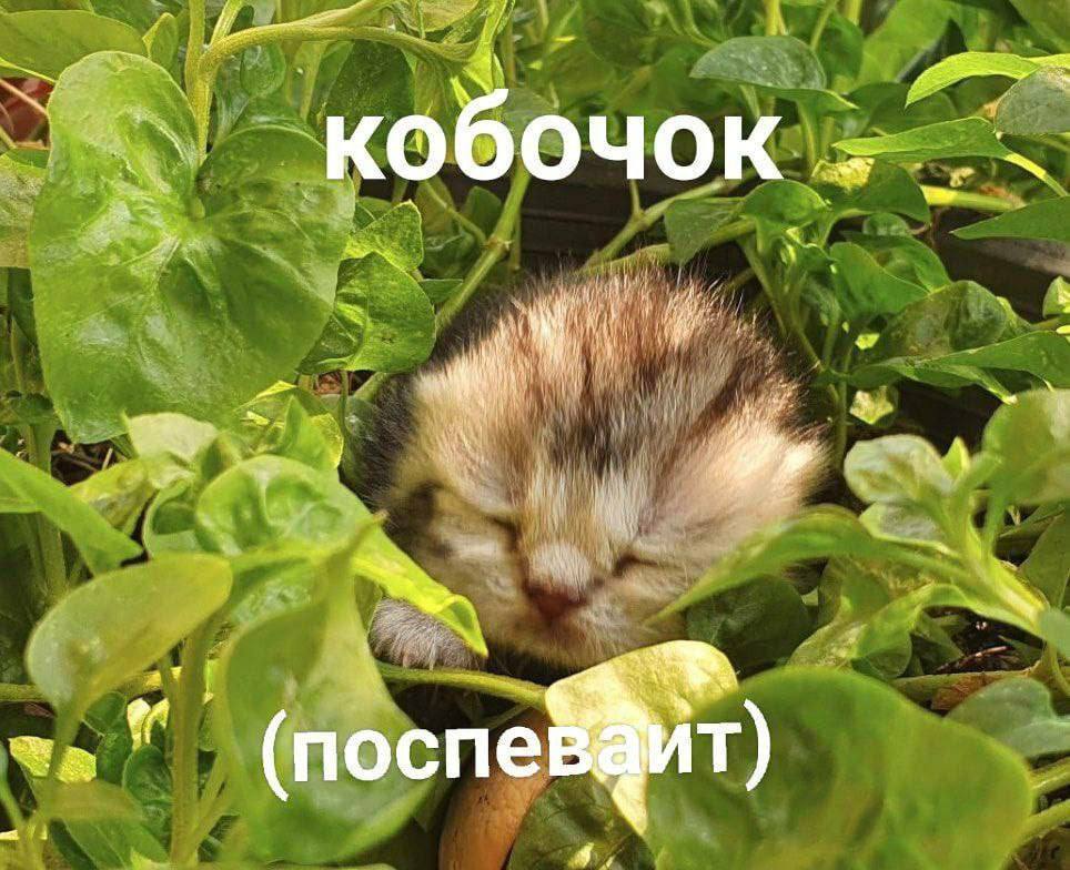 кобочок (nocne