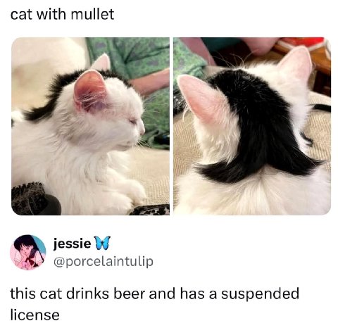 cat with mullet jessie @porcelaintulip this cat drinks beer and has a suspended license