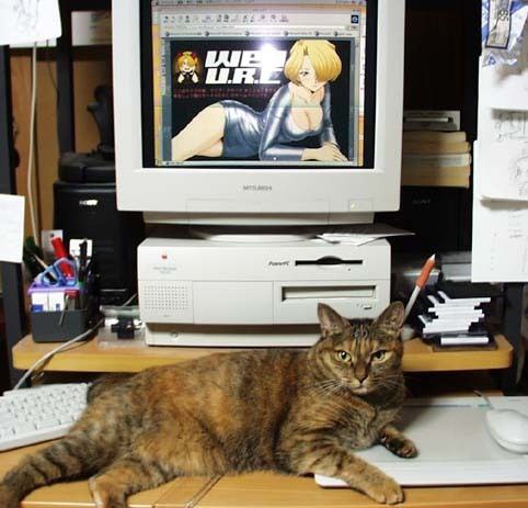 Cats liked old tech for a reason