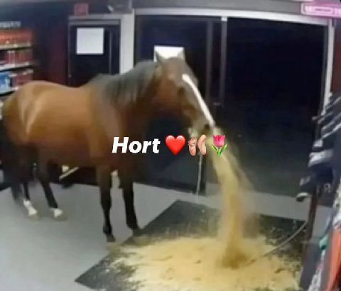 Hort