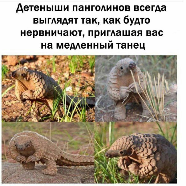 Детеныши панголинов всегда выглядят так, как будто нервничают, приглашая вас на медленный танец