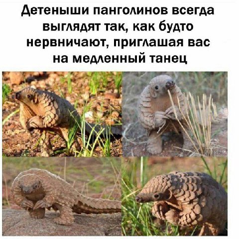 Детеныши панголинов всегда выглядят так, как будто нервничают, приглашая вас на медленный танец