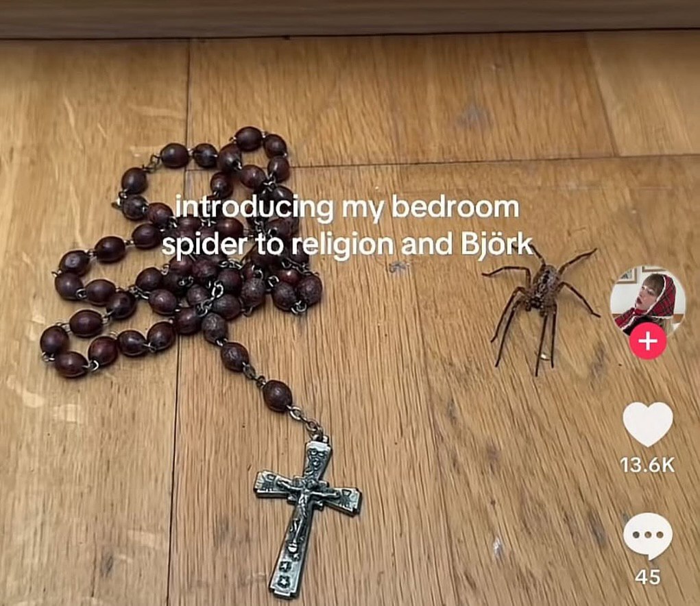 1 introducing my bedroom spider to religion and Bjork 13.6К у 4 45