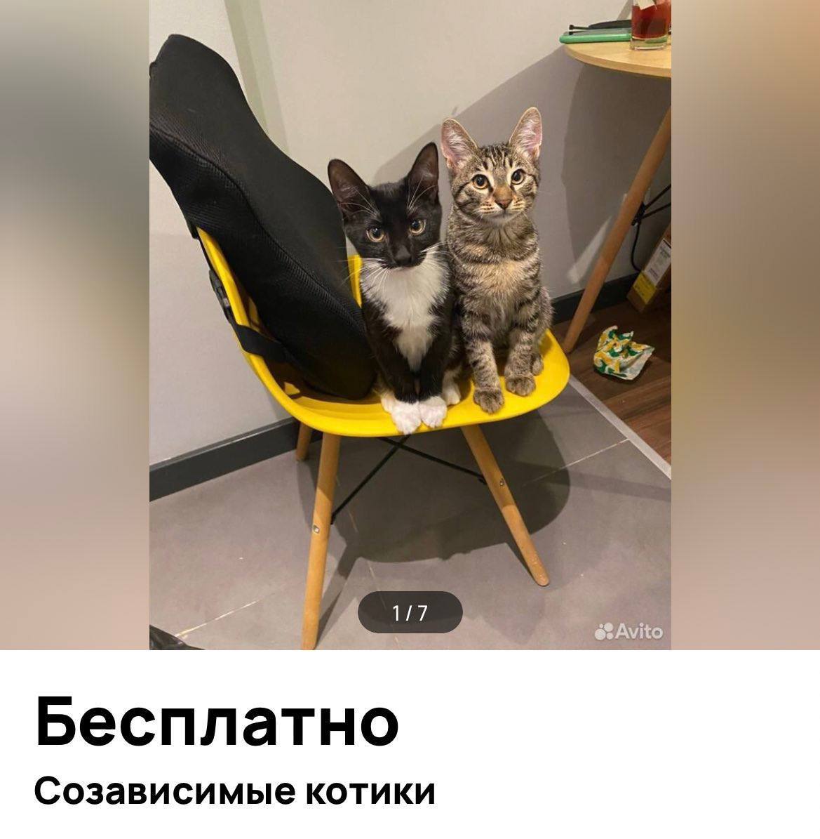 a 4 Бесплатно Созависимые котики