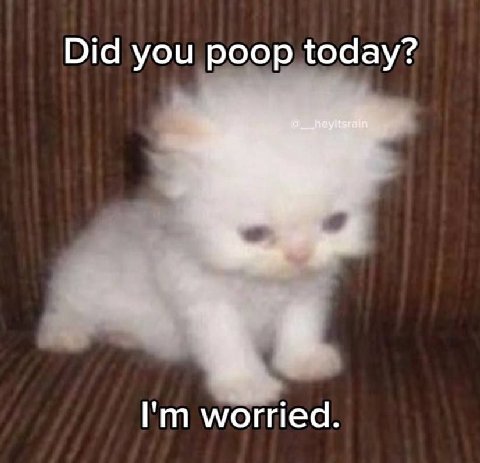 Did you poop today? worried.