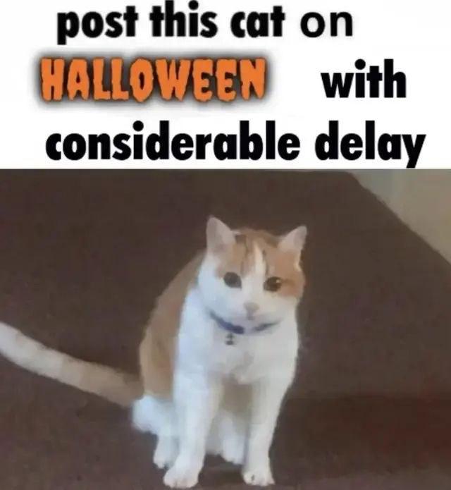 post this cat on considerable delay