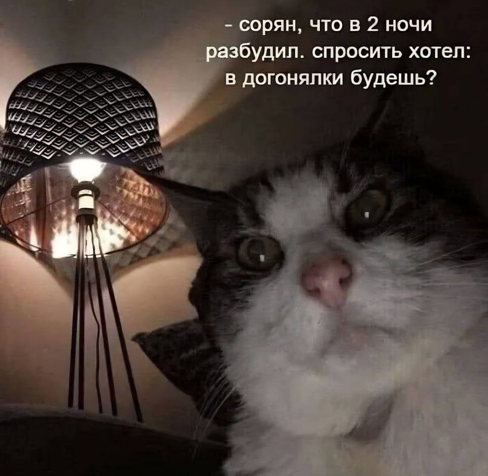 сорян, что в 2 ночи разбудил. спросить хотел: в догоняпки будешь? у