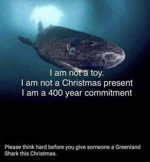 not а toy. not a Christmas present a 400 year commitment Бетоге you give всилеспе a Shark this
