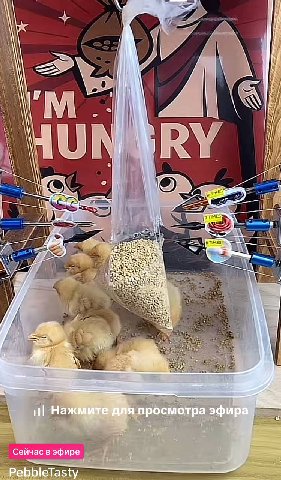 i Я и 7 i\ ANN i с’. YESS 1 Нажмите для просмотра эфира, Сейчас в эфире PebbleTasty