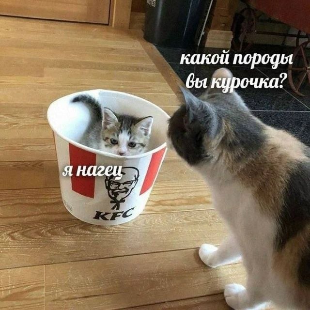 какой породы курочка Я нагец