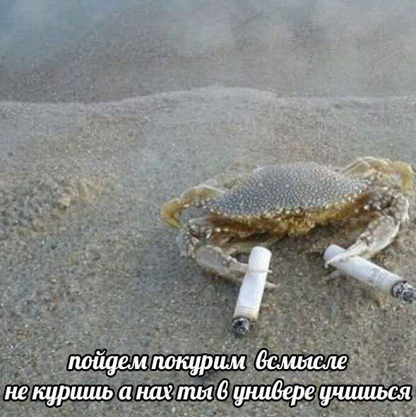 юйдем покурим не куришь а нах ты 6 универе учишься
