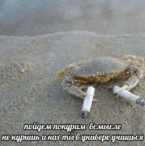 юйдем покурим не куришь а нах ты 6 универе учишься