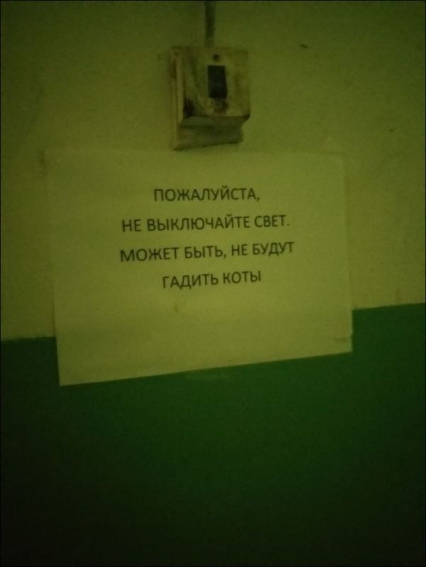 ЗЕЕ: ПОЖАЛУЙСТА НЕ ВЫКЛЮЧАЙТЕ СВЕТ МОЖЕТ БЫТЬ, НЕ БУДУТ ГАДИТЬ КОТЫ