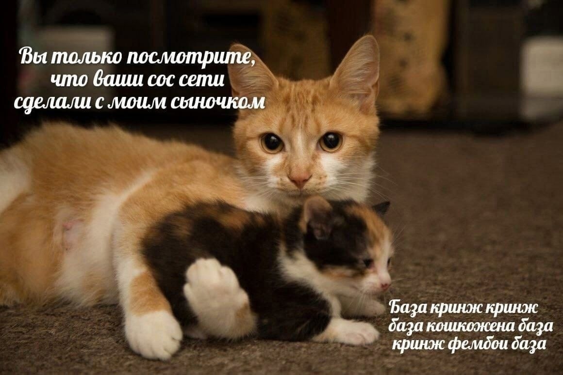 Bot только послютрите, что сос сети сделали с люим сыночком База кринж кринж база база кринж феладои