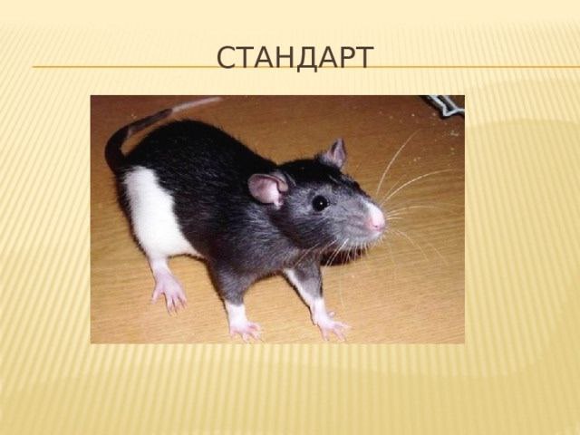 СТАНДАРТ