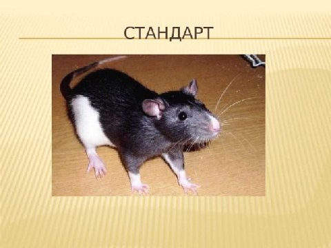 СТАНДАРТ