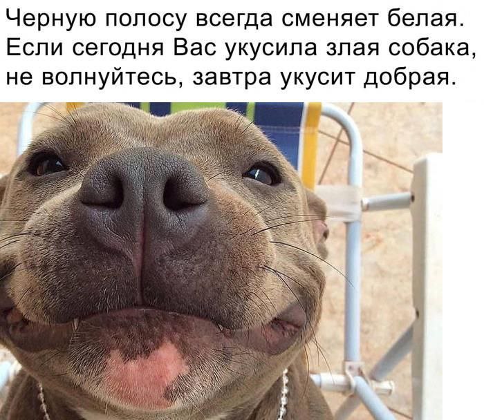 Черную полосу всегда сменяет белая. Если сегодня Вас укусила злая собака, не волнуйтесь, завтра укусит добрая. 7 Wig у ANY