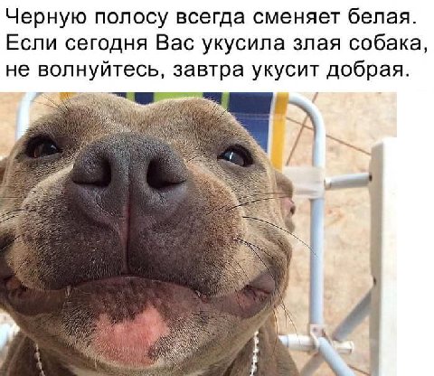 Черную полосу всегда сменяет белая. Если сегодня Вас укусила злая собака, не волнуйтесь, завтра укусит добрая. 7 Wig у ANY