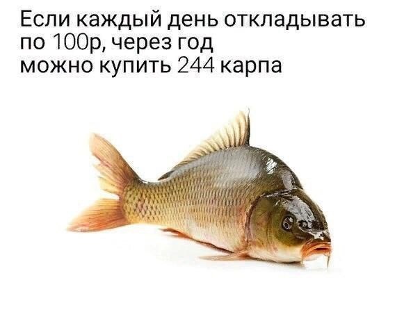 Если каждый день откладывать по через год можно купить 244 карпа