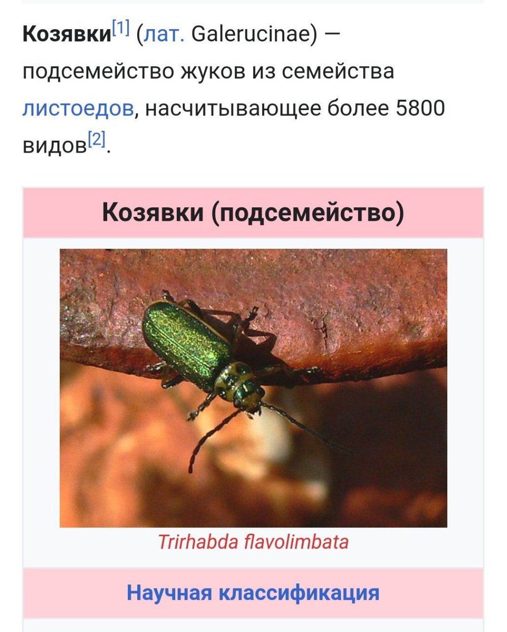 Козявки!! (лат. Galerucinae) подсемейство жуков из семейства листоедов, насчитывающее более 5800 Козявки (подсемейство) Trirhabda flavolimbata Научная классификация