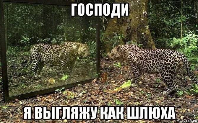 rocnogu 4: a’ 5.4 “ort i Rex we ГЛЯЖУ КАК: ШЛЮХА. risovach.ru